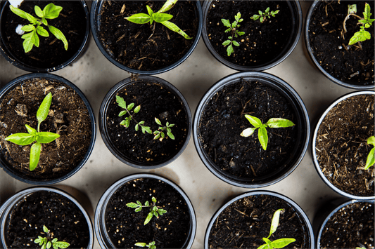 10 Beginner Vegetables To Grow At Home